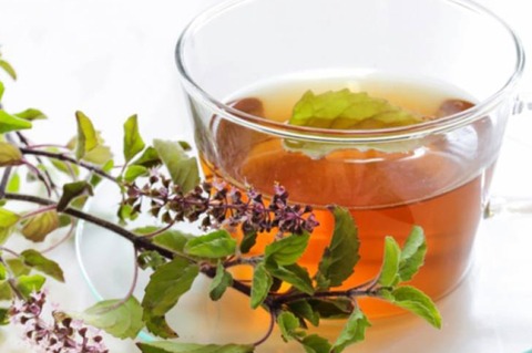 tulsi-tea