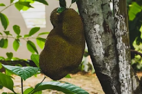 A close-up image of a ripe jackfruit, one of the lesser-known fruits and vegetables, showing its green spiky outer skin and bright yellow fleshy interior rich in nutrients.